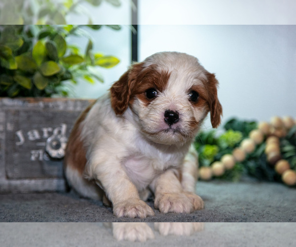 Medium Photo #7 Cavapoo (Miniature) Puppy For Sale in CAMDEN, MI, USA
