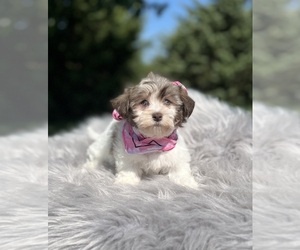 Havanese Puppy for sale in ORO VALLEY, AZ, USA