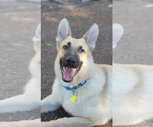 Mutt Dogs for adoption in Sandy, UT, USA