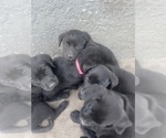 Small Photo #7 Labrador Retriever Puppy For Sale in WEEKI WACHEE, FL, USA
