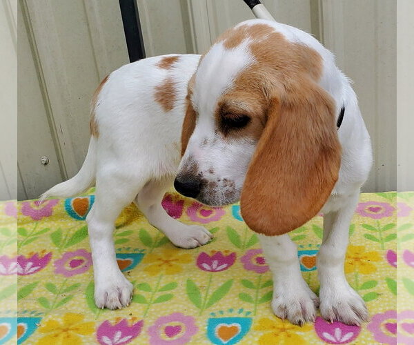 Medium Photo #3 Beagle Puppy For Sale in Mountain View, MO, USA