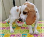 Small #2 Beagle