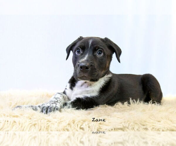 Medium Photo #4 Pointer-Unknown Mix Puppy For Sale in Hot Springs Village, AR, USA