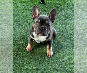 French Bulldog Puppy for sale in GROVETOWN, GA, USA