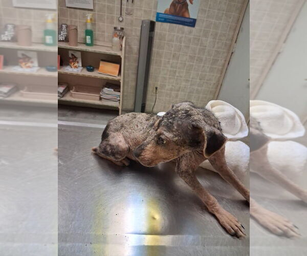 Medium Photo #2 Miniature Pinscher-Unknown Mix Puppy For Sale in Oak Bluffs, MA, USA