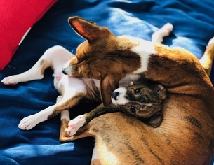 Basenji Puppy for sale in Moscow, Moscow, Russia