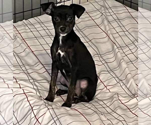 Medium Photo #1 Jack Chi Puppy For Sale in Stephens City, VA, USA