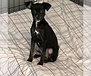 Jack Chi Dogs for adoption in Stephens City, VA, USA