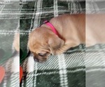Small Photo #4 French Bull Weiner Puppy For Sale in COFFEYVILLE, KS, USA