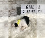 Small Photo #21 Sheepadoodle Puppy For Sale in NIXA, MO, USA
