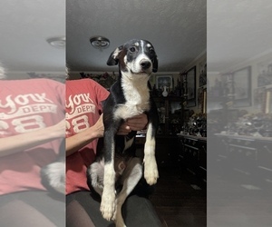 Collie Dogs for adoption in CLINTON, TN, USA
