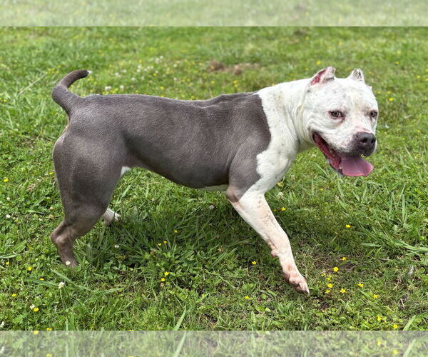 Medium Photo #7 American Pit Bull Terrier Puppy For Sale in Virginia Beach, VA, USA
