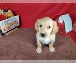 Small #5 Golden Retriever