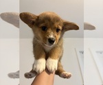 Small #3 Pembroke Welsh Corgi