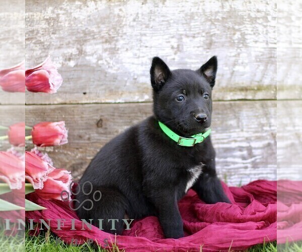 Medium Photo #6 Belgian Malinois Puppy For Sale in RONKS, PA, USA