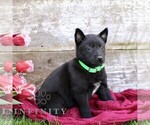 Small #5 Belgian Malinois
