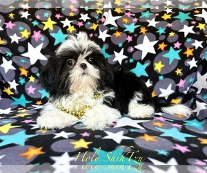 Shih Tzu Puppy for sale in BURLESON, TX, USA