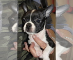 Puppy Cherokee Boston Terrier