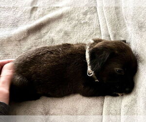 MacKenzie - Female Mutt Dog for Adoption - Photo #19
