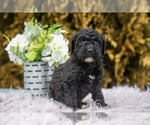 Small #2 Poodle (Standard)