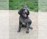 Small #1 Labrador Retriever
