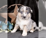 Puppy Ariat Australian Shepherd-German Shepherd Dog Mix