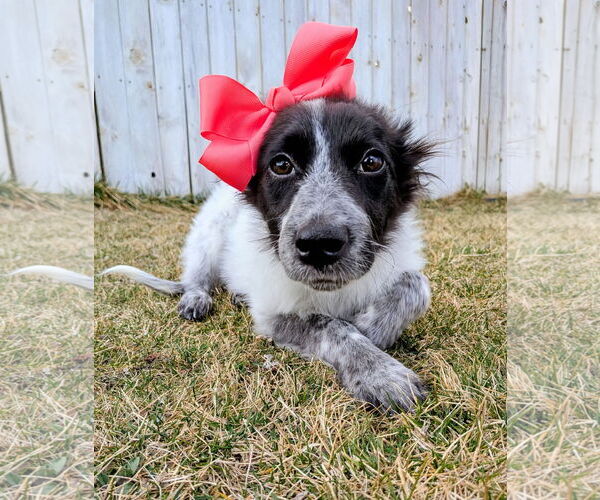 Medium Photo #1 Collie-Unknown Mix Puppy For Sale in Sandy, UT, USA