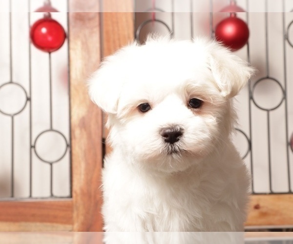 Medium Photo #3 Maltese Puppy For Sale in NAPLES, FL, USA