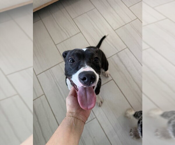 Medium Photo #2 Mutt Puppy For Sale in Modesto, CA, USA