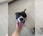 Small #1 Mutt