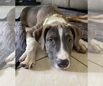 Small Photo #12 American Bulldog-Labrador Retriever Mix Puppy For Sale in Tampa, FL, USA