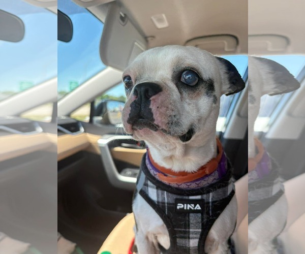 Medium Photo #2 Boston Terrier Puppy For Sale in Little Elm, TX, USA
