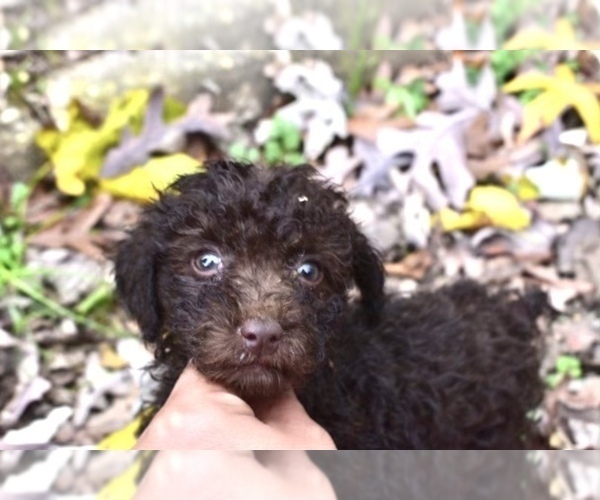 Medium Photo #5 Poodle (Miniature)-Schnoodle (Miniature) Mix Puppy For Sale in RIVERDALE, MD, USA