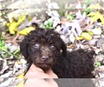Small Photo #5 Poodle (Miniature)-Schnoodle (Miniature) Mix Puppy For Sale in RIVERDALE, MD, USA