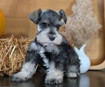 Small #5 Schnauzer (Miniature)