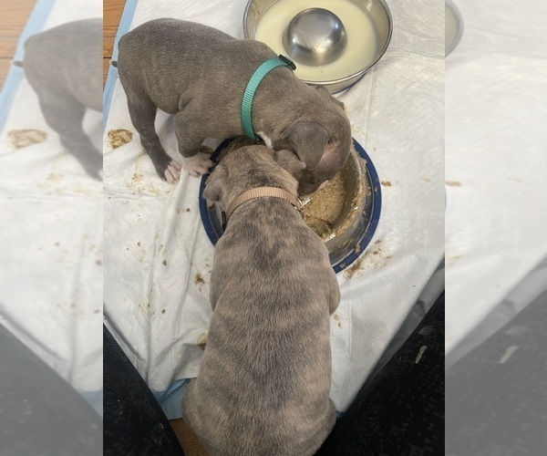 Medium Photo #29 American Bully Puppy For Sale in NAUGATUCK, CT, USA