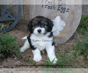 Cavaton Puppy for sale in LEBANON, TN, USA