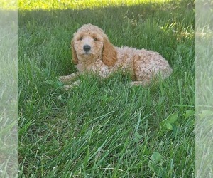 Poodle (Standard) Puppy for sale in FRYTOWN, IA, USA