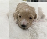 Small Photo #4 Goldendoodle Puppy For Sale in NORTH HIGHLANDS, CA, USA