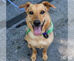 Small #9 German Shepherd Dog Mix