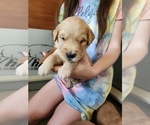 Small Photo #7 Golden Retriever Puppy For Sale in RINDGE, NH, USA
