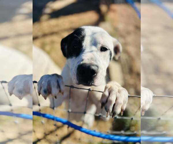 Medium Photo #12 Labrador Retriever-Unknown Mix Puppy For Sale in Woodbury, NY, USA