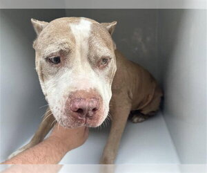 American Bulldog-Unknown Mix Dogs for adoption in Houston, TX, USA
