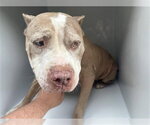 A662839 - Female American Bulldog-Unknown Mix Dog for Adoption - Small photo
