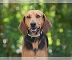 TUTOR - Female Bloodhound-Unknown Mix Dog for Adoption - Small photo