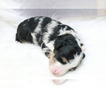 Puppy 6 Poodle (Miniature)-ShihPoo Mix