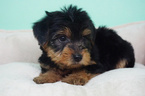 Small Photo #4 Yorkshire Terrier Puppy For Sale in LA MIRADA, CA, USA