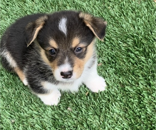 Medium Photo #4 Pembroke Welsh Corgi Puppy For Sale in BURLESON, TX, USA