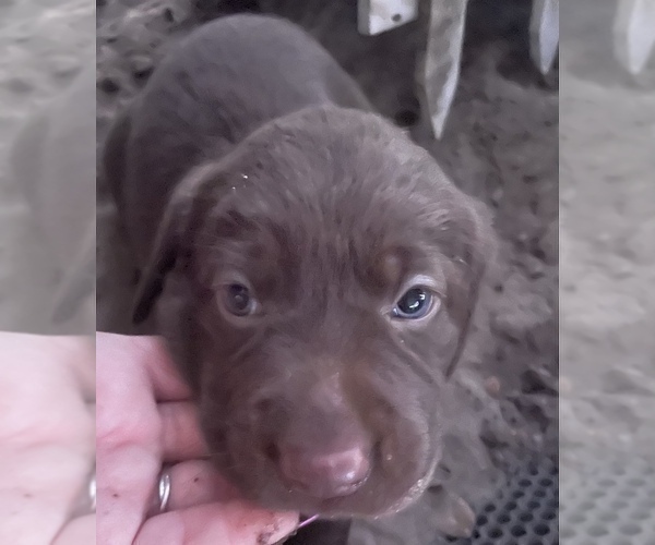 Medium Photo #12 Labrador Retriever Puppy For Sale in SARASOTA, FL, USA