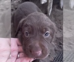 Small Photo #12 Labrador Retriever Puppy For Sale in SARASOTA, FL, USA